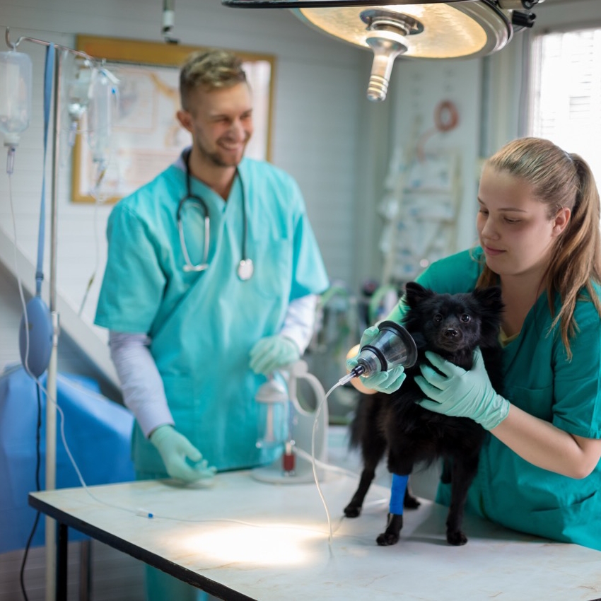 Tierarztpraxis, Tierarzt, Vetschenglitt, Tiermedizin, Tierarztpraxis-Setup