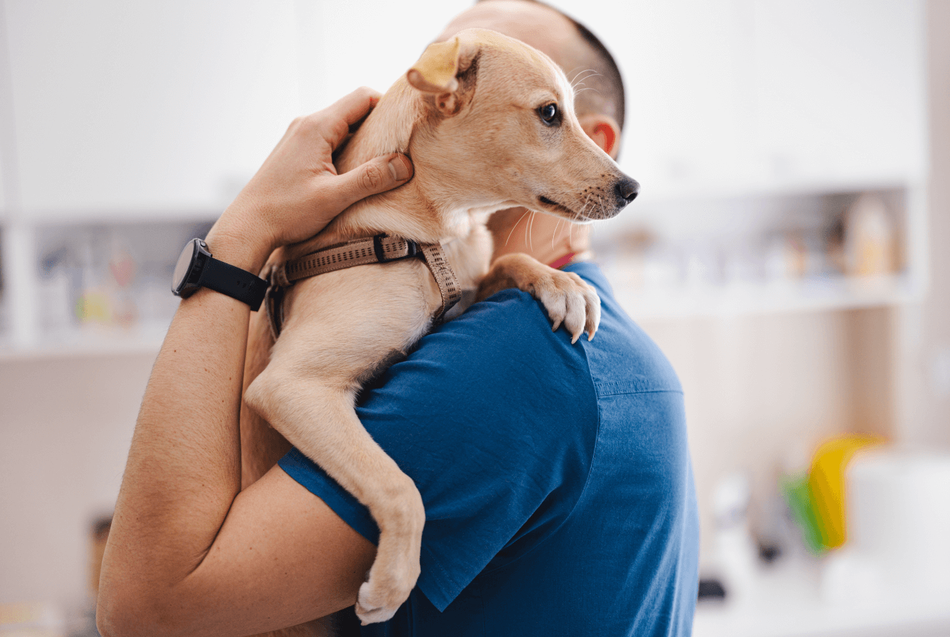 hund, welpe, halsband, beige, umarmung