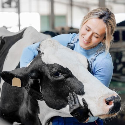 Kuh, Tierpflege, Tierarzt, Milchkuh, Kopfpflege