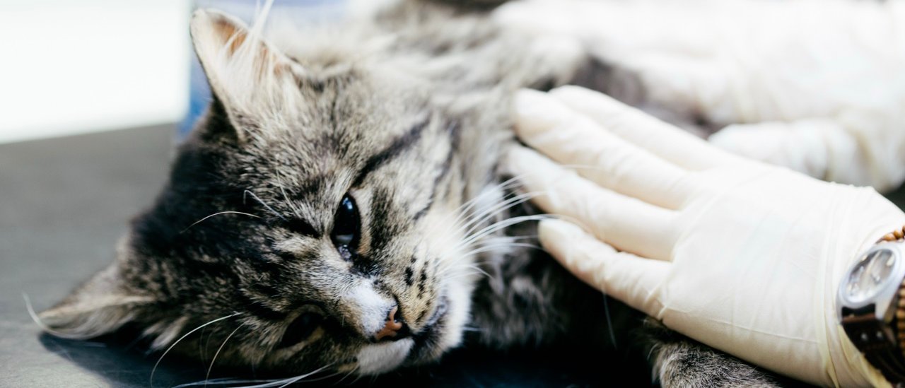 Notfallchirurgie bei Hund und Katze – Praxisnahe Techniken für den klinischen Alltag