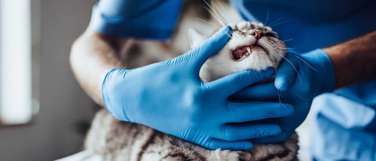 Zahnheilkunde bei Katzen