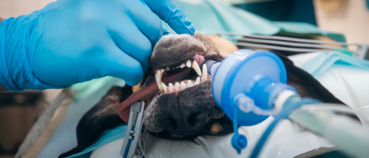 Medikamente in der veterinärmedizinischen Anästhesie – Theorie und Praxis 28.05.2026