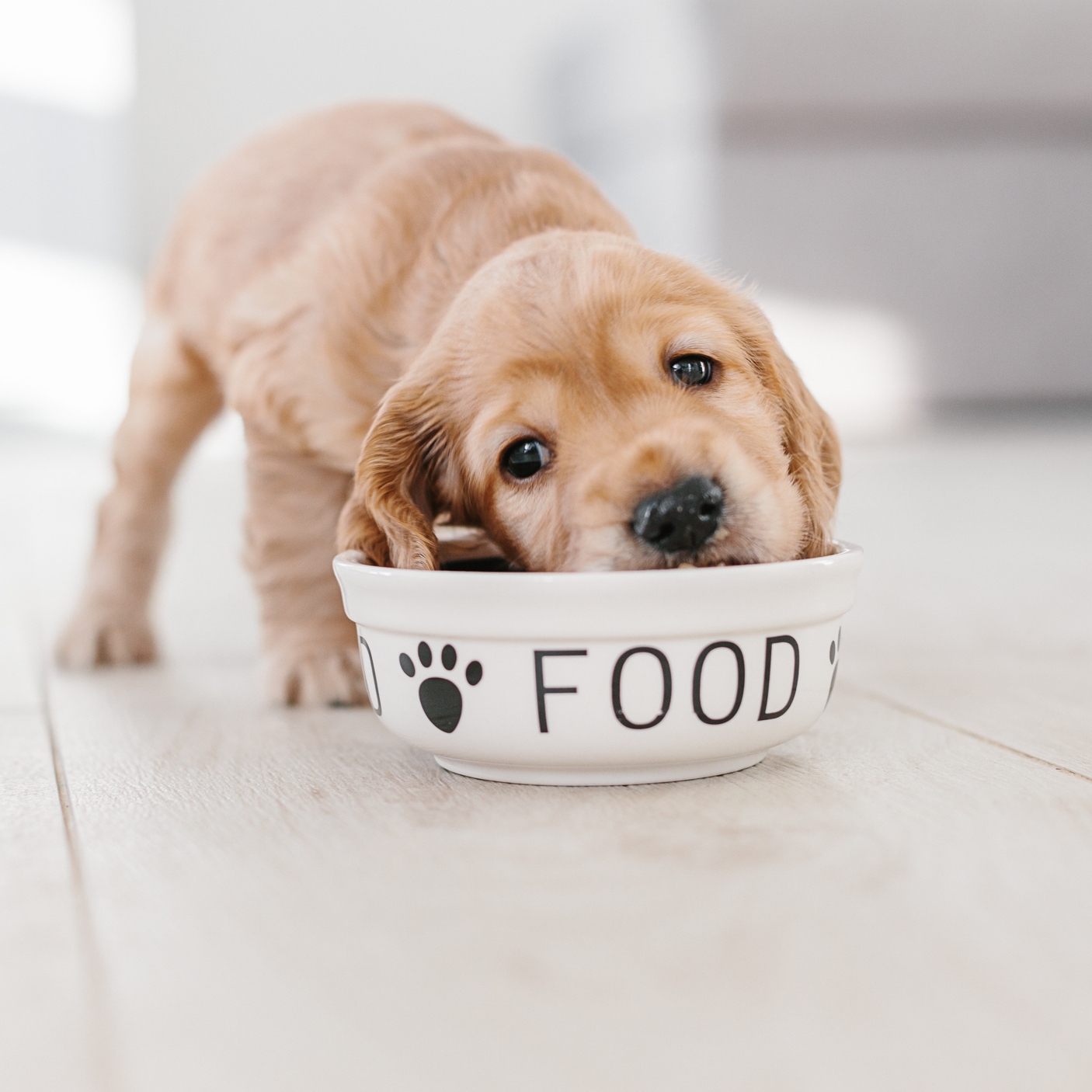 Welpe, Futterschüssel, Hundeernährung, Napf, Tierliebe