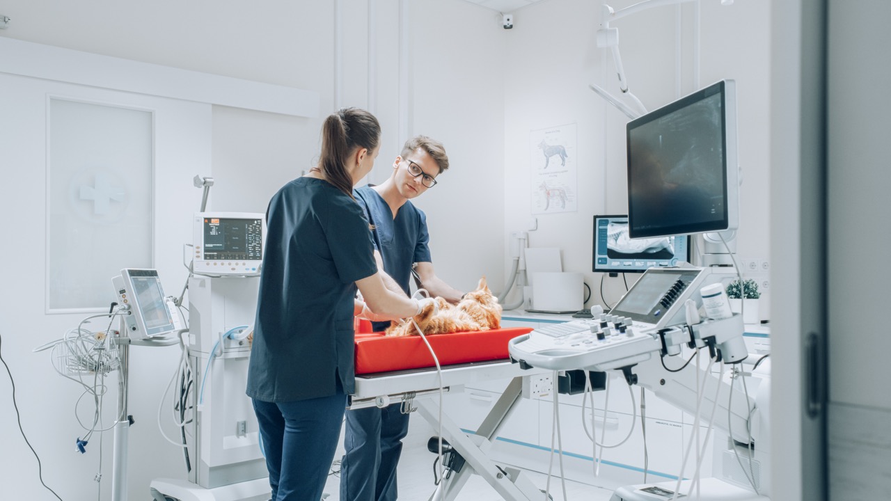 tierarzt, tierarztpraxis, hund, medizinische-ausrüstung, operationstisch