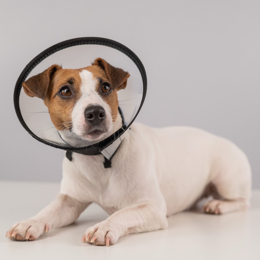 Hund,  Halsband,  Spielzeug,  Weiß Braun,  Hundetiardismus