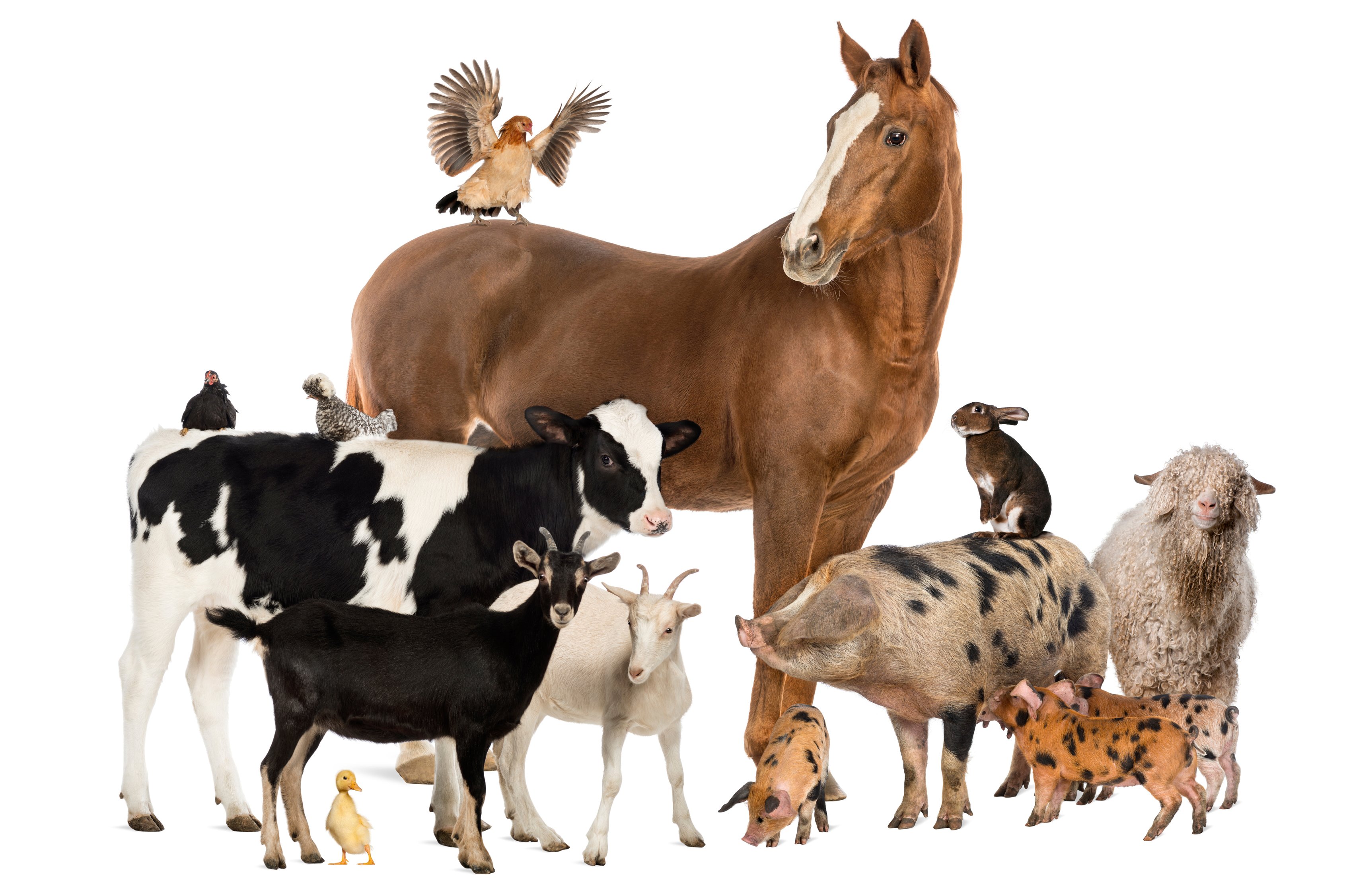 iStock-1068344198_grosstiere