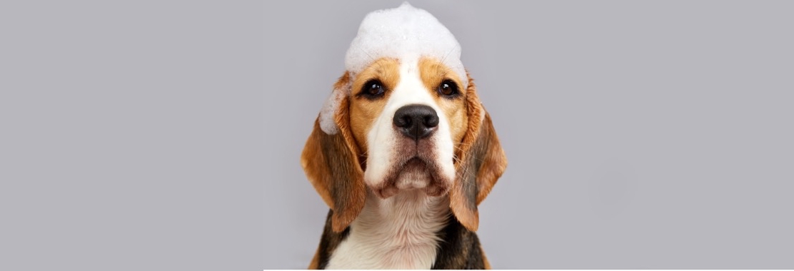 Hund, Beagle, Schaum, Schur, Tierhaar