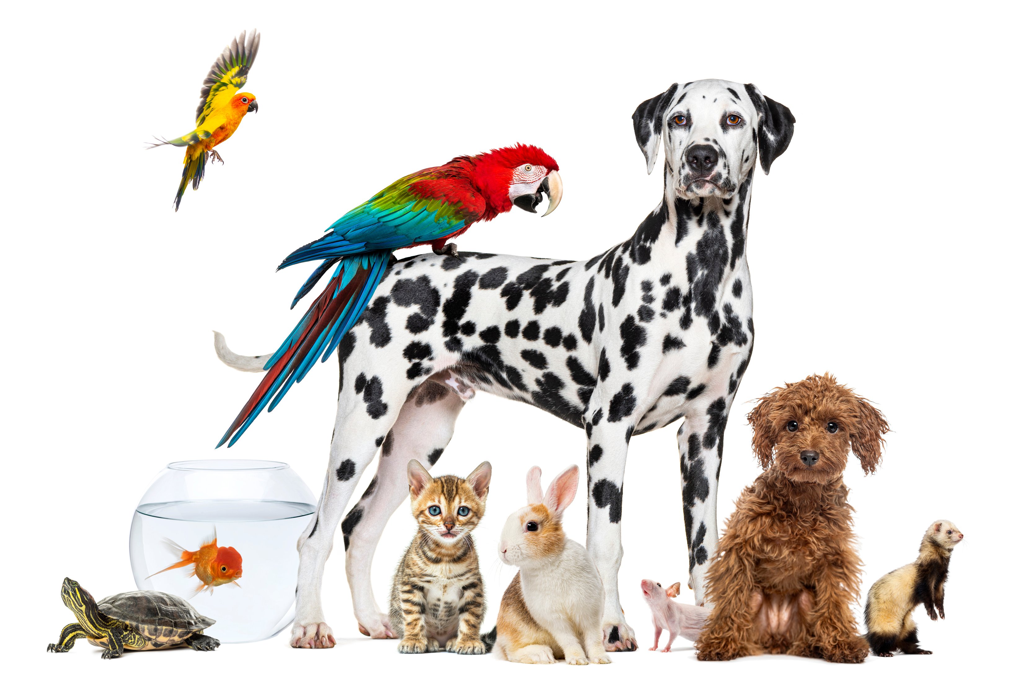 iStock-2202298980_kleintiere