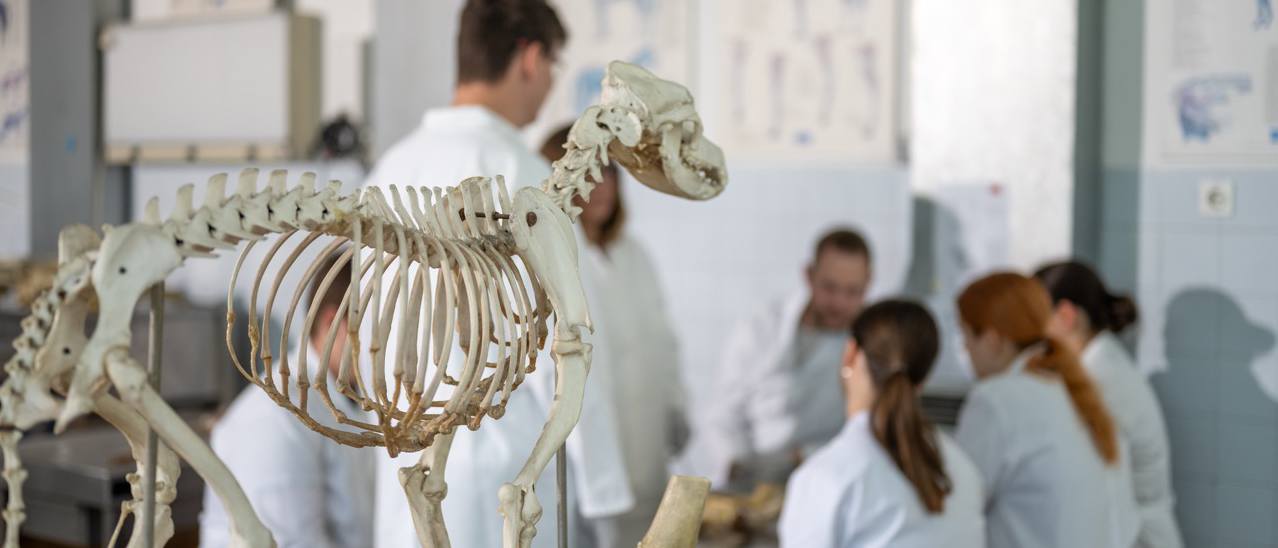 Skelett, Anatomie, Labor, Menschenleer, Klassenzimmer