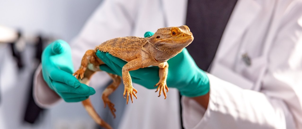 Anästhesie bei exotischen Heimtieren